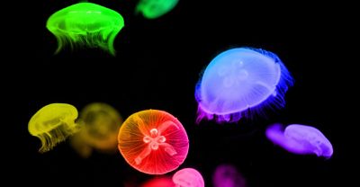 Медузы[1]